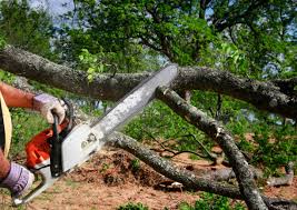 How Our Tree Care Process Works  in  Kechi, KS